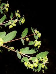 Image result for Euphorbia hyssopifolia