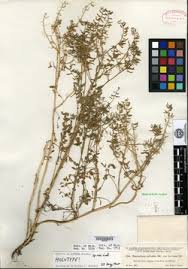 Image result for Rorippa nudiuscula