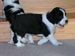 Explore 108 listings for kc springer spaniel puppies at best prices. English Springer Spaniel Puppies For Sale