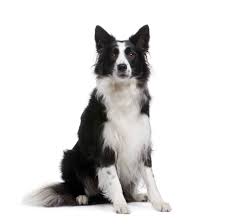 We love our border collies and finding them the best path in life, teaching the more and more about life each day!! Border Collie Puppies For Sale Adopt Your Puppy Today Infinity Pups