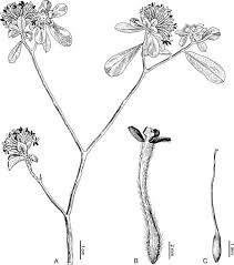 Image result for Octolepis decalepis