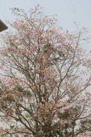 Image result for Stereospermum kunthianum