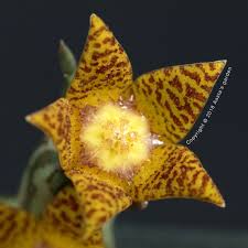 Image result for Orbea schweinfurthii