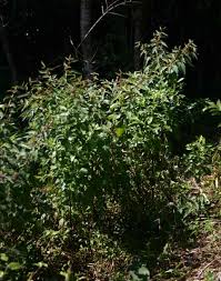 Image result for Triumfetta pilosa