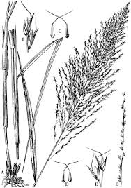 Image result for Rhytachne latifolia