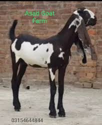 Beetal Goat Farm | Facebook