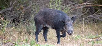 Don't see your favorite business? San Jose May Allow Archery To Control Trap Wise Feral Pigs San Jose Inside