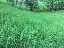 Image result for Cynodon nlemfuensis