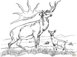 Different levels of details and styles are available. Awesome Image Of Hunting Coloring Pages Albanysinsanity Com Deer Coloring Pages Animal Coloring Pages Puppy Coloring Pages