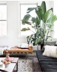 Bird Of Paradise Plant Care Indoors Pin By Plants Don T Wine Blogger On Plants Plant Decor Indoor Indoor Trees Big Plants