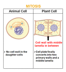 Plant and animal cell mitosis similarities. Learn Differences Between Animal And Plant Cell Mitosis In 2 Minutes