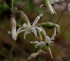 Image result for Silene kiwuensis