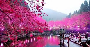 Wallpaper bunga sakura menawarkan paling latar belakang gadis romantis dengan bunga jepang. Gambar Wallpaper Pemandangan Bunga Sakura
