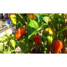 He red savina is a legend among pepper growers for its flavor and of course extreme heat. Red Savina Pepper Seeds Shopee Philippines