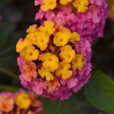 Image result for Lantana