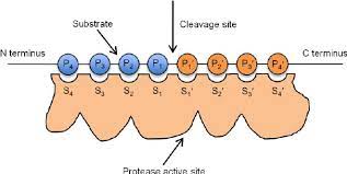 Proteases are characterized in many different ways. The Nomenclature Of Protease Substrate Specificity Amino Acid Residues Download Scientific Diagram