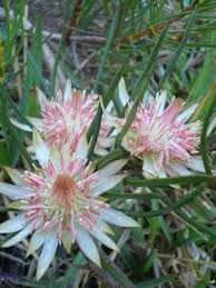 Image result for Hermbstaedtia odorata