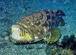 أحسن أنواع أسماك البحر الأحمر أسرار الصيد الخفية