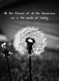 Weddings Dinner Cruises Dandelion Quotes Wild Flower Quotes Dandelion