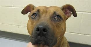 Animal owners worry about pet welfare after microchip company closes