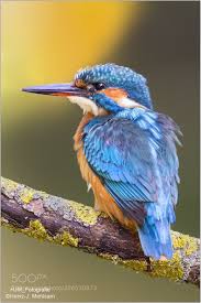 Birds That Can T Fly Far Kingfisher Kingfisher Eisvogel Bemalte Vogel Hubsche Vogel