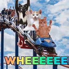 Funny Cat Memes Gifs Get The Best Gif On Giphy