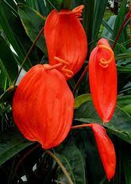 Anthurium Scherzeranum Photo De Secret Language Of Flower Jardinagem Flamingo Jardim