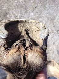 Fissures Entre Les Glomes