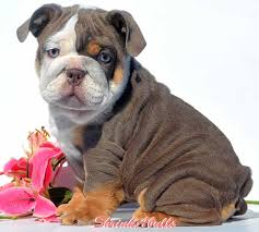 Look at our site, find the bulldog for sale seattle that speaks to your heart, and get started. Akc Blue Tri English Bulldog Puppies For Sale Purple Lilac Tri English Bulldog Puppies For Sale Chocolate Tri