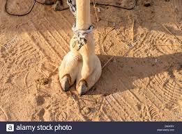 How do you use camel toe in a sentence? Camel Toe Stockfotos Und Bilder Kaufen Alamy