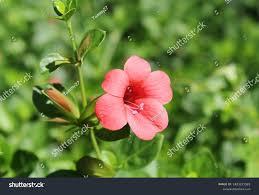 Image result for Barleria crassa