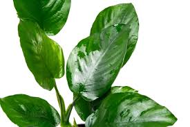 Image result for Astropanax barteri