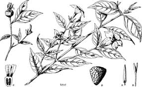 Image result for Heinsia