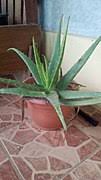 Bertanggung jawab atas tingkat dan layanan operasi. Aloe Vera Wikipedia