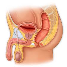 We did not find results for: Medical Stock Art Anatomical Illustration Graphics Animation