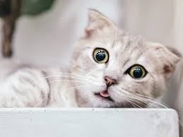 Make sure not to feed them raw or spoiled meats. Every Thought If Cats Love You Less Than Dogs And If It S True Times Of India