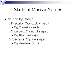 Sometimes, the way muscles interact with other muscles are incorporated into their names. The Muscular System Part 2 Support Movement Muscle
