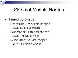 Included with the name is the origin and insertion and the action the. The Muscular System Part 2 Support Movement Muscle