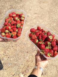 Maraichers A Bouguenais 44340 Legumes En Vente Directe Producteur