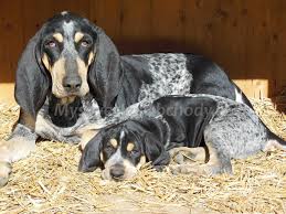 Image result for malý modrý gaskoňský honič