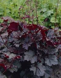 Heuchera Coral Bells Home Garden Information Center Of the varieties of h. heuchera coral bells home garden