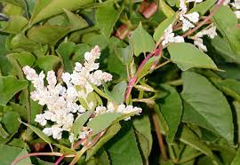 Image result for Convolvulus ocellatus