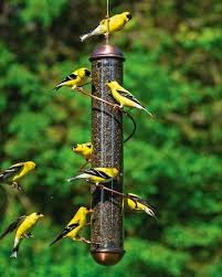 112m consumers helped this year. The Best Squirrel Proof Bird Feeders You Can Buy Online