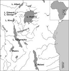 Lake tanganyika is the 2nd deepest lake in the world, with a maximum depth of 1,470 m. Comparative Phylogenetic Analyses Of The Adaptive Radiation Of Lake Tanganyika Cichlid Fish Nuclear Sequences Are Less Homoplasious But Also Less Informative Than Mitochondrial Dna Springerlink