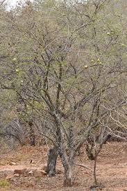 Image result for Strychnos madagascariensis