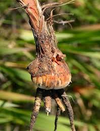 Image result for Watsonia