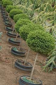 Two topiary trees topiaries small indoor trees boxwood. Live Topiary Trees Real Topiary Plants Tall Ball Pom Pon Cone