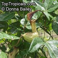 Image result for Aristolochia triactina