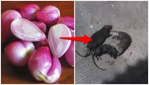 Bahkan rumah kita tercinta pun terkadang tak luput dari serangannya. Tikus Berkeliaran Di Rumah Gunakan 5 Cara Alami Dan Mudah Ini Untuk Mengusirnya Boombastis
