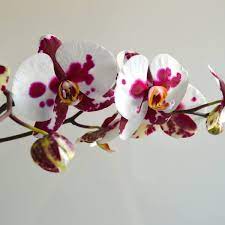 This cycle repeats until the orchid's flowering cycle ends and the rest period begins, in preparation to bloom again. Basic Orchid Care How To Fix A Broken Orchid Stem Dengarden